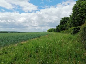North Downs Way near Hollingbourne