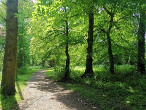 A sunny wood near Radlett