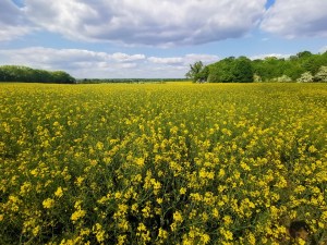 A field of yellow flowers