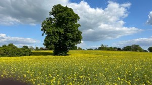 A tree in a field of yellow flowers