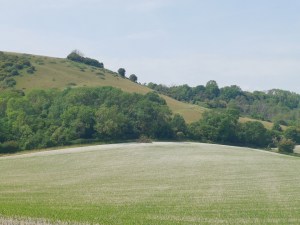 A field near the South Downs