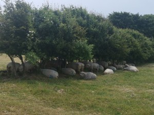 Sheep sheltering under a hedge