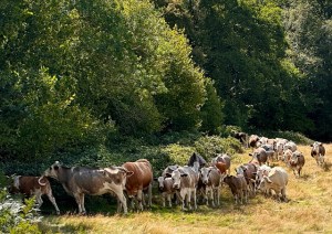 Cows in a field near Ardingly
