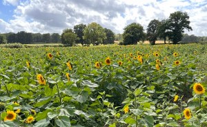 A field of sunflowers