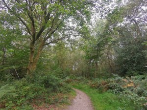 A woodland path