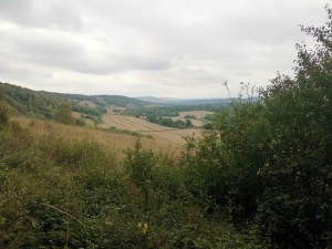 Another Surrey Hills view