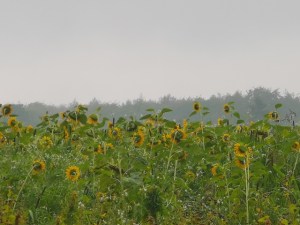 A field of sinflowers