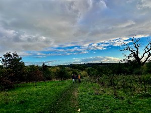 Merry Hill near Bushey