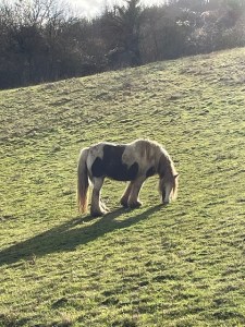 A horse in a field near Shoreham (Kent)